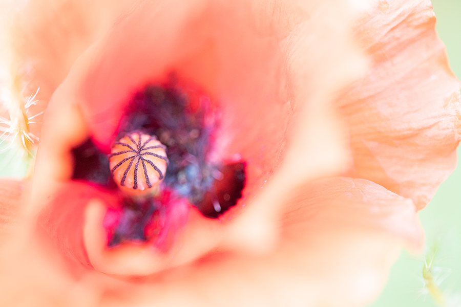 Papaver orientale - Mohnblüte verträumt