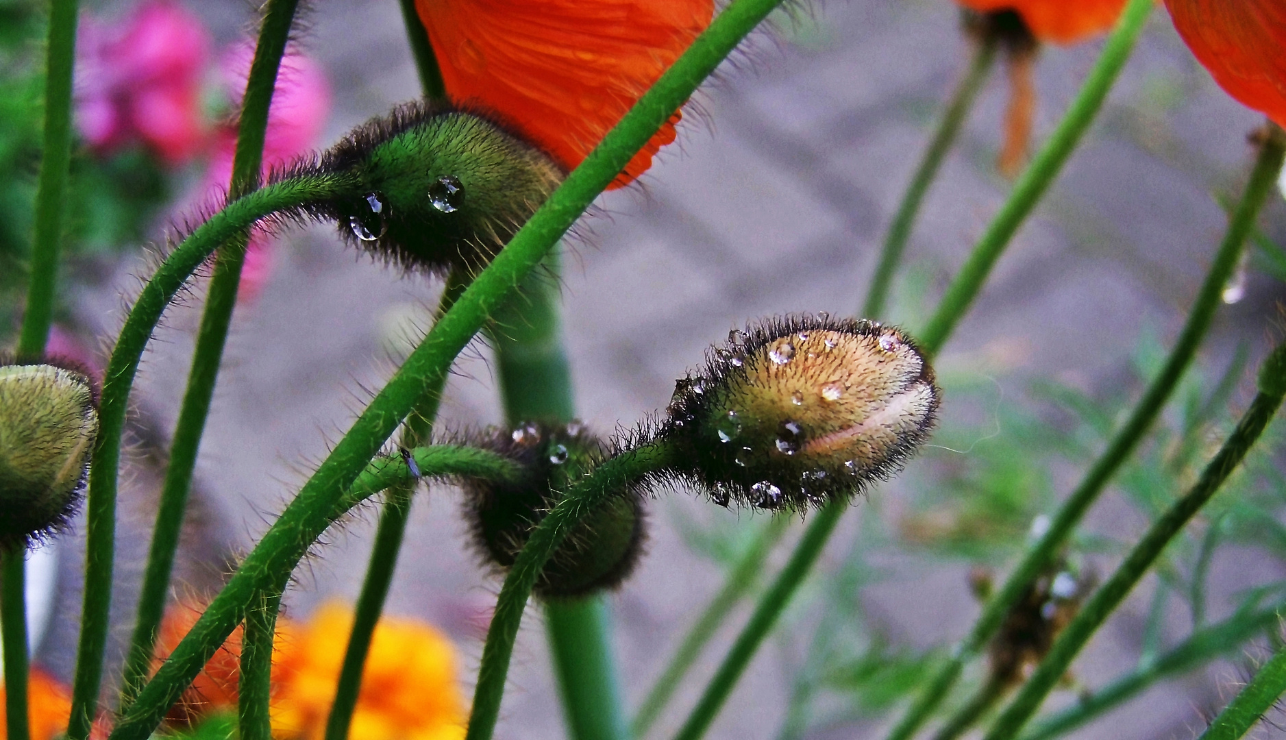 Papaver Orientale    (Orientalischer Mohn)