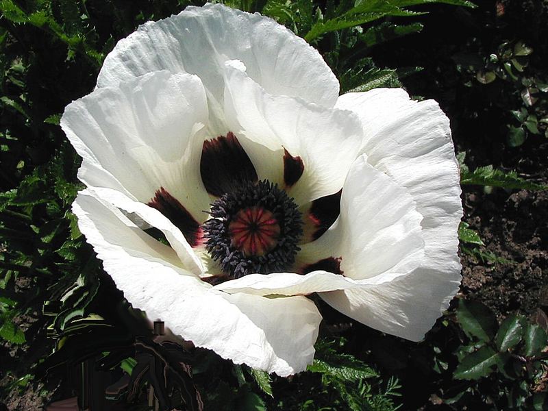 Papaver orientale "Royal Wedding", orientalischer Mohn