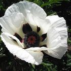 Papaver orientale "Royal Wedding", orientalischer Mohn