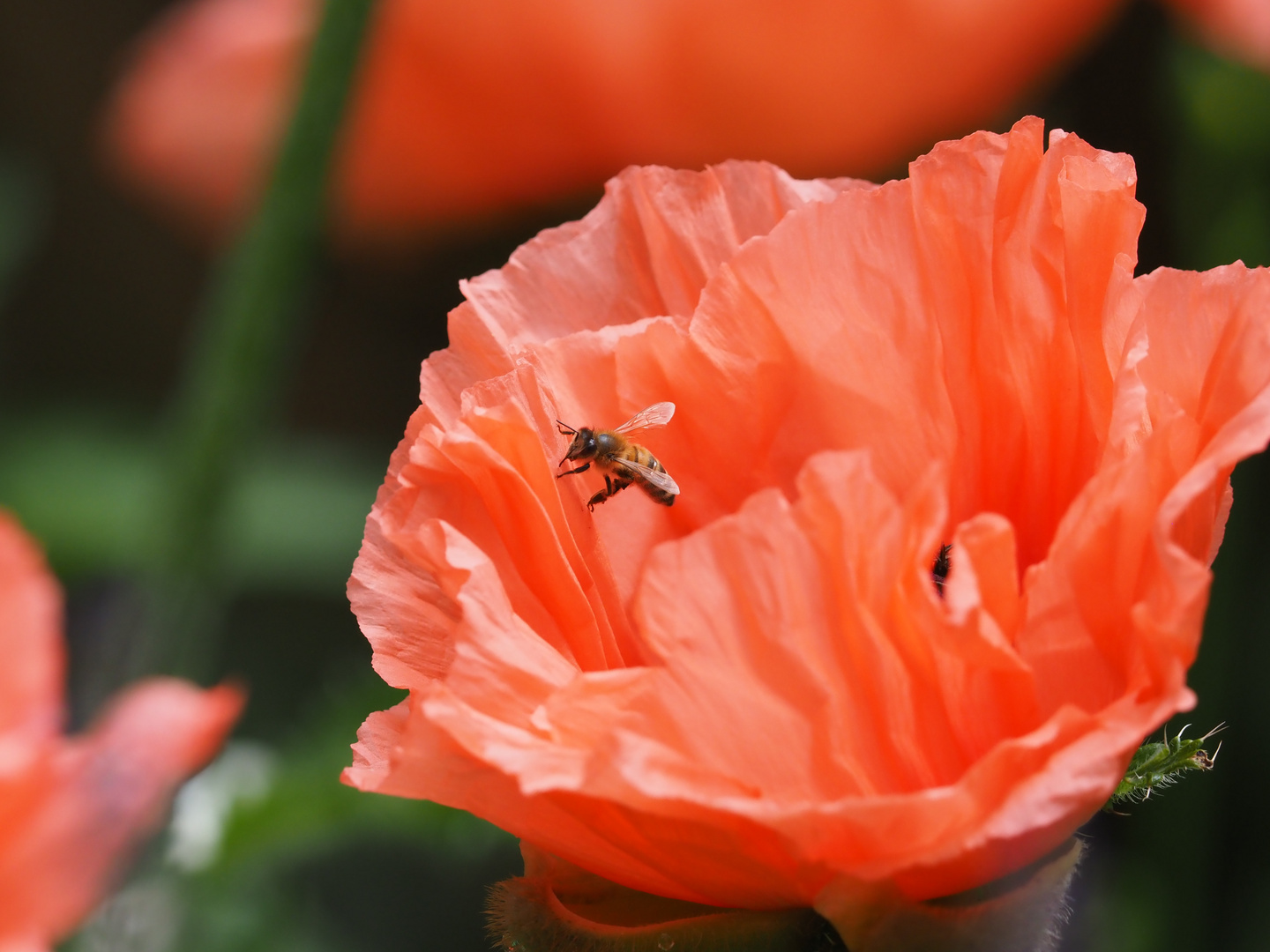 Papaver orientale - Türkenmohn