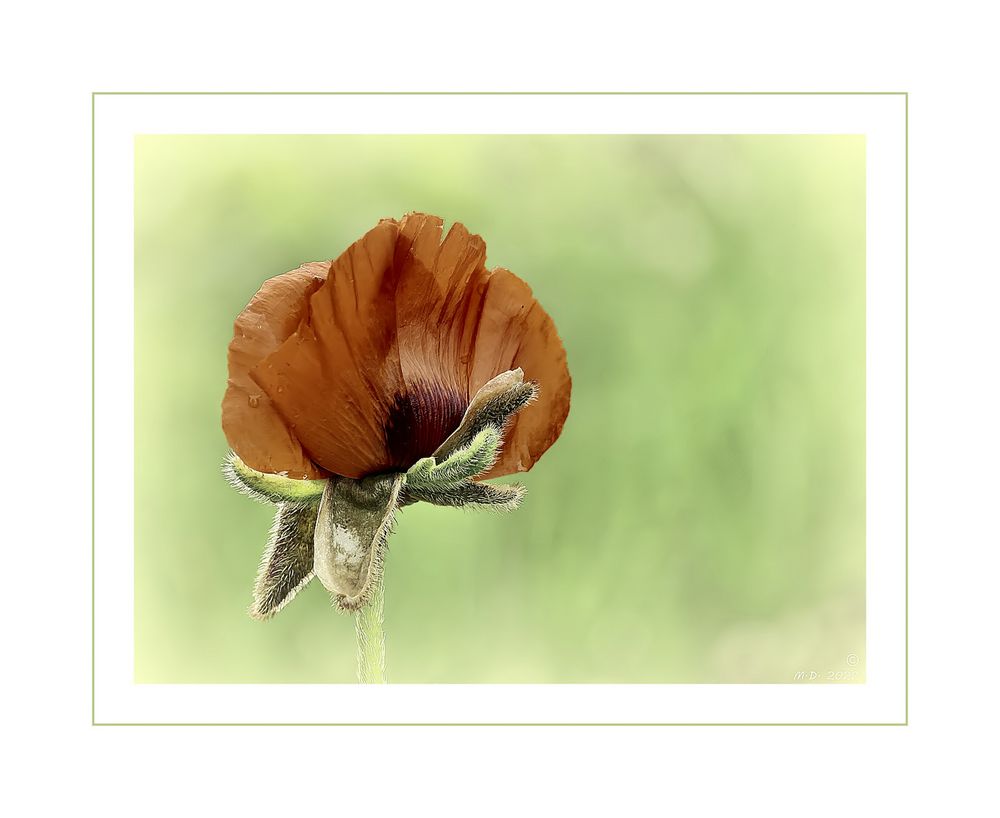 * Papaver orientale (Türkischer Mohn) *