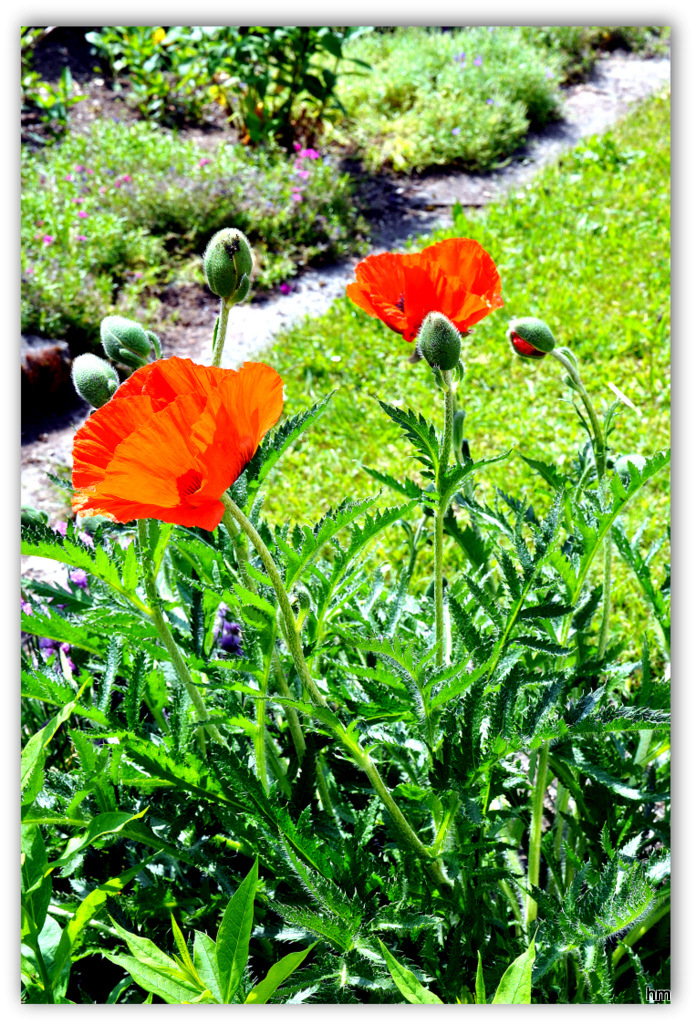 Papaver orientale vorm Haus