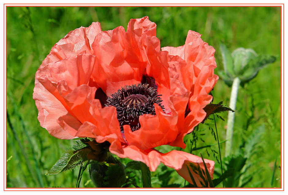 Papaver Orientalis