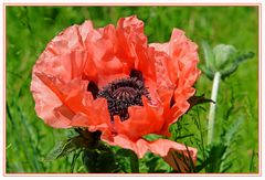 Papaver Orientalis