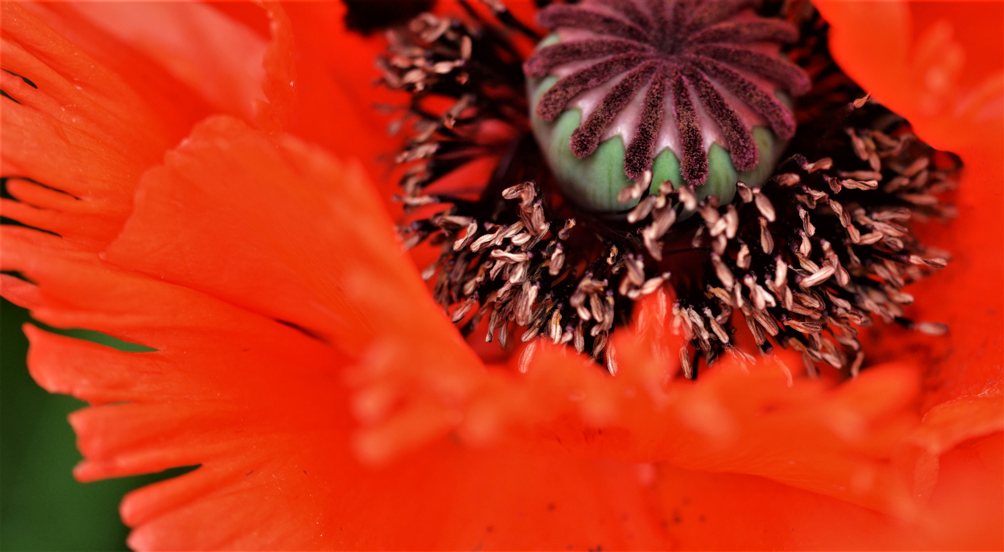 Papaver orientalis