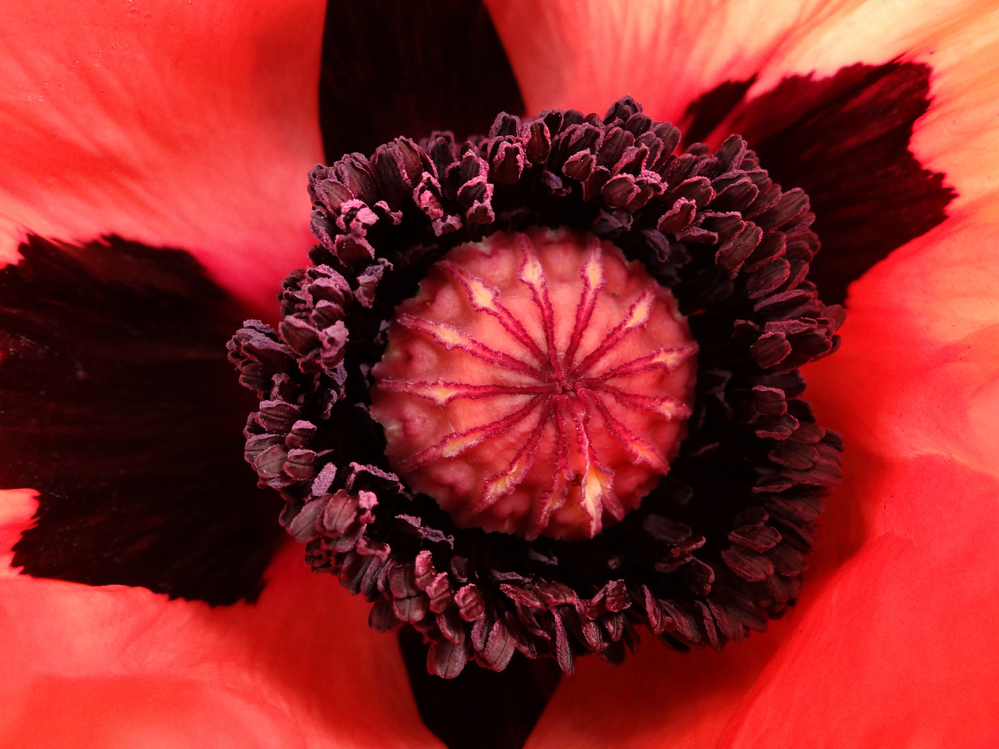 Papaver Orientalis