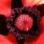 Papaver Orientalis