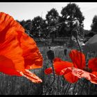 Papaver orientalis