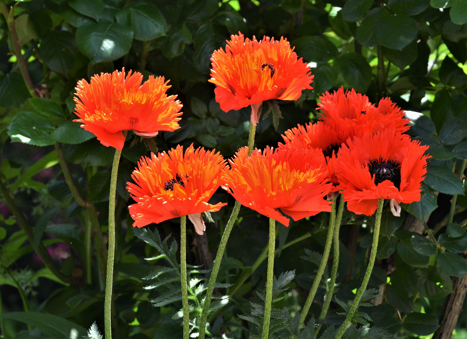 Papaver orientalis