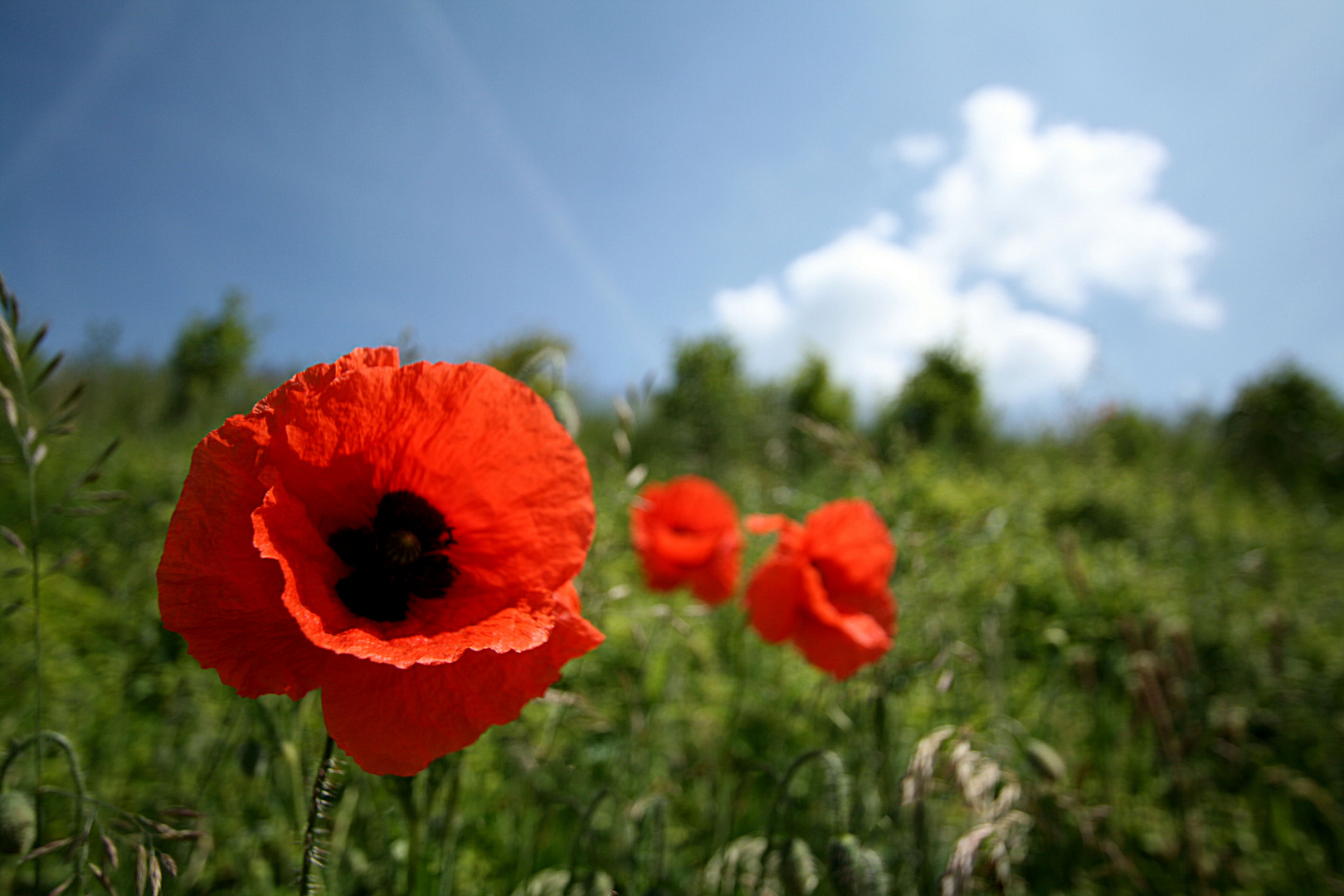 Papaver Orientalis