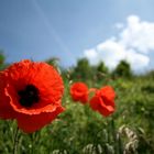 Papaver Orientalis