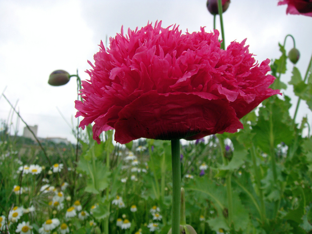 PAPAVER PAEONIFLORUM