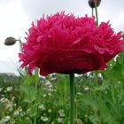 PAPAVER PAEONIFLORUM