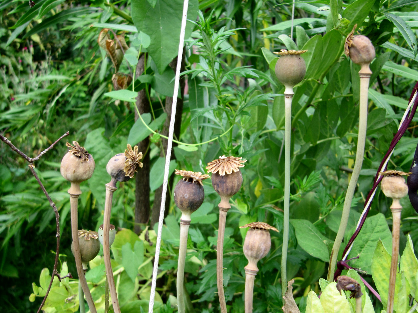 papaver palaver