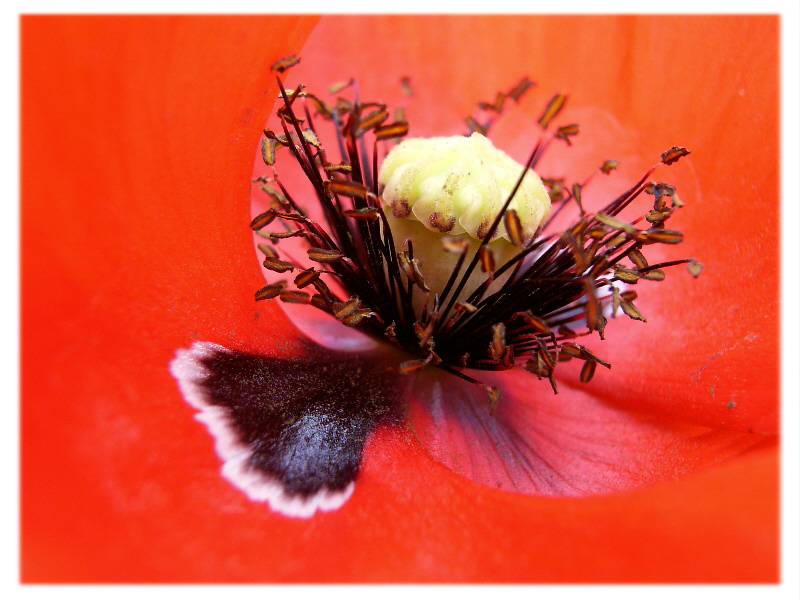 Papaver Palaver