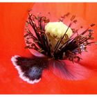 Papaver Palaver