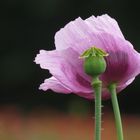 Papaver papaver