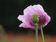 Papaver papaver