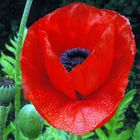 Papaver plutôt rouge