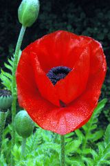 Papaver plutôt rouge