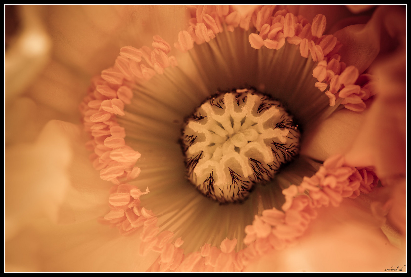 Papaver Portrait