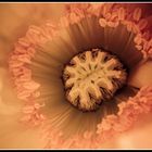 Papaver Portrait