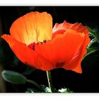 Papaver redlight....