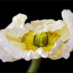 Papaver rhoeas