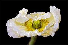 Papaver rhoeas