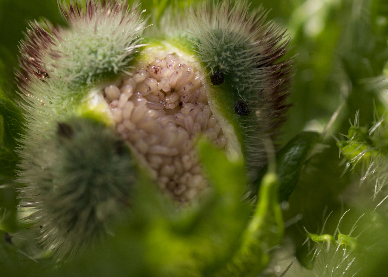 Papaver rhoeas