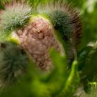 Papaver rhoeas