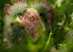 Papaver rhoeas