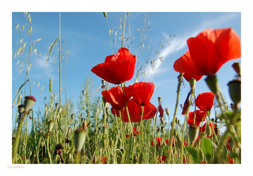 Papaver rhoeas