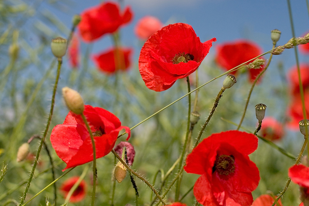 Papaver rhoeas