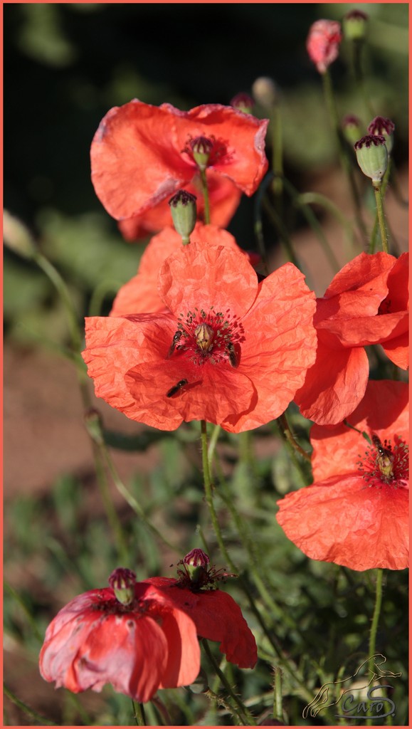 Papaver rhoeas