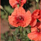 Papaver rhoeas