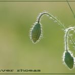 Papaver rhoeas