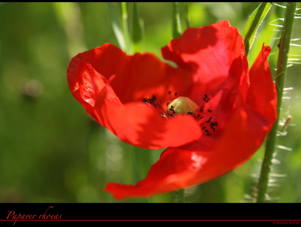 Papaver rhoeas