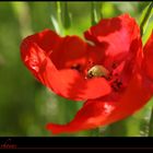 Papaver rhoeas