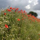 Papaver Rhoeas 1