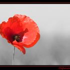 Papaver rhoeas