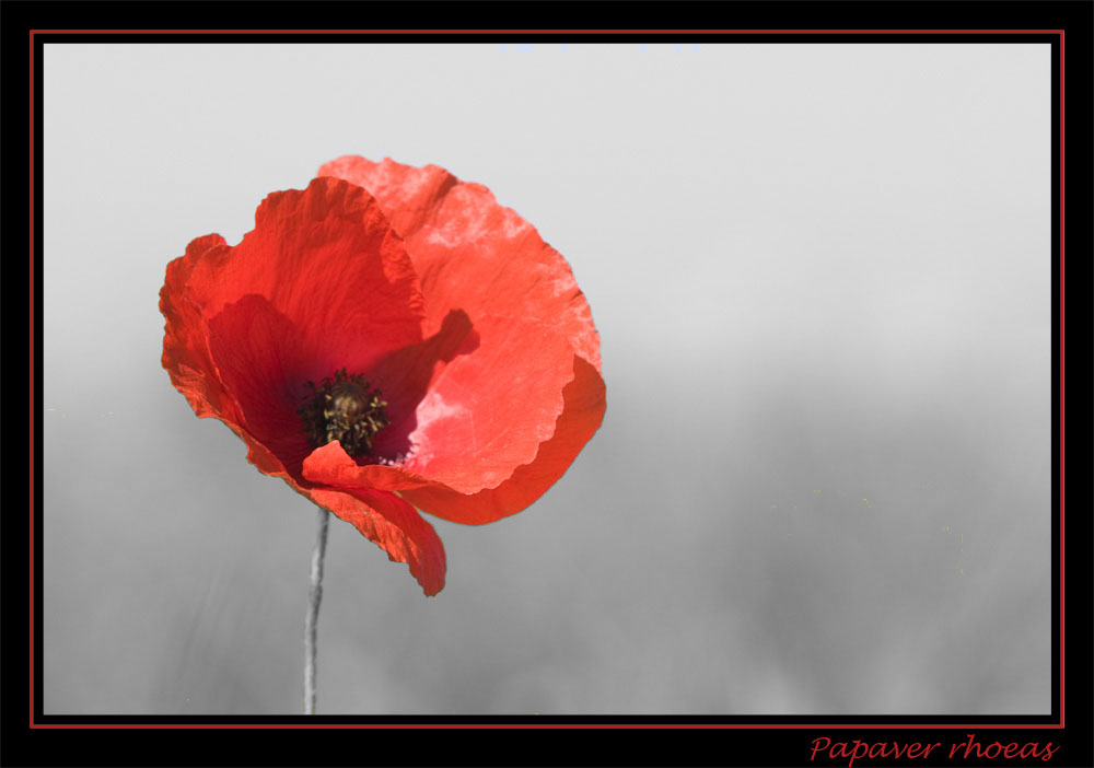 Papaver rhoeas