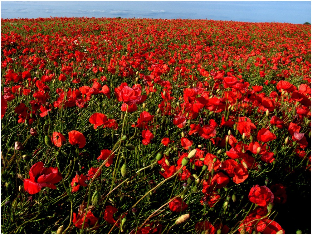 Papaver rhoeas