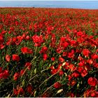 Papaver rhoeas