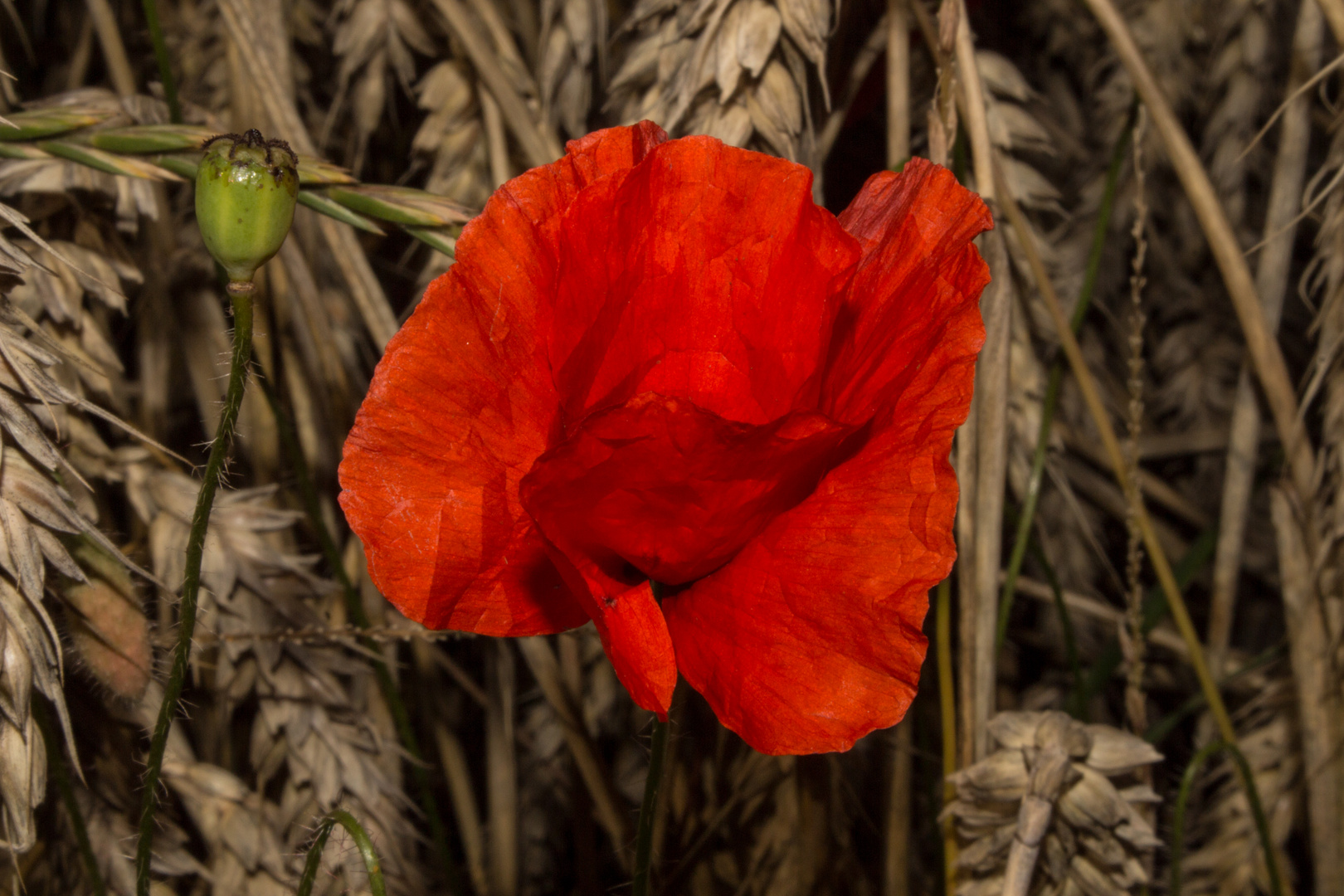 Papaver rhoeas