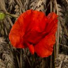 Papaver rhoeas