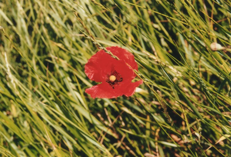 Papaver rhoeas von Fränze H.