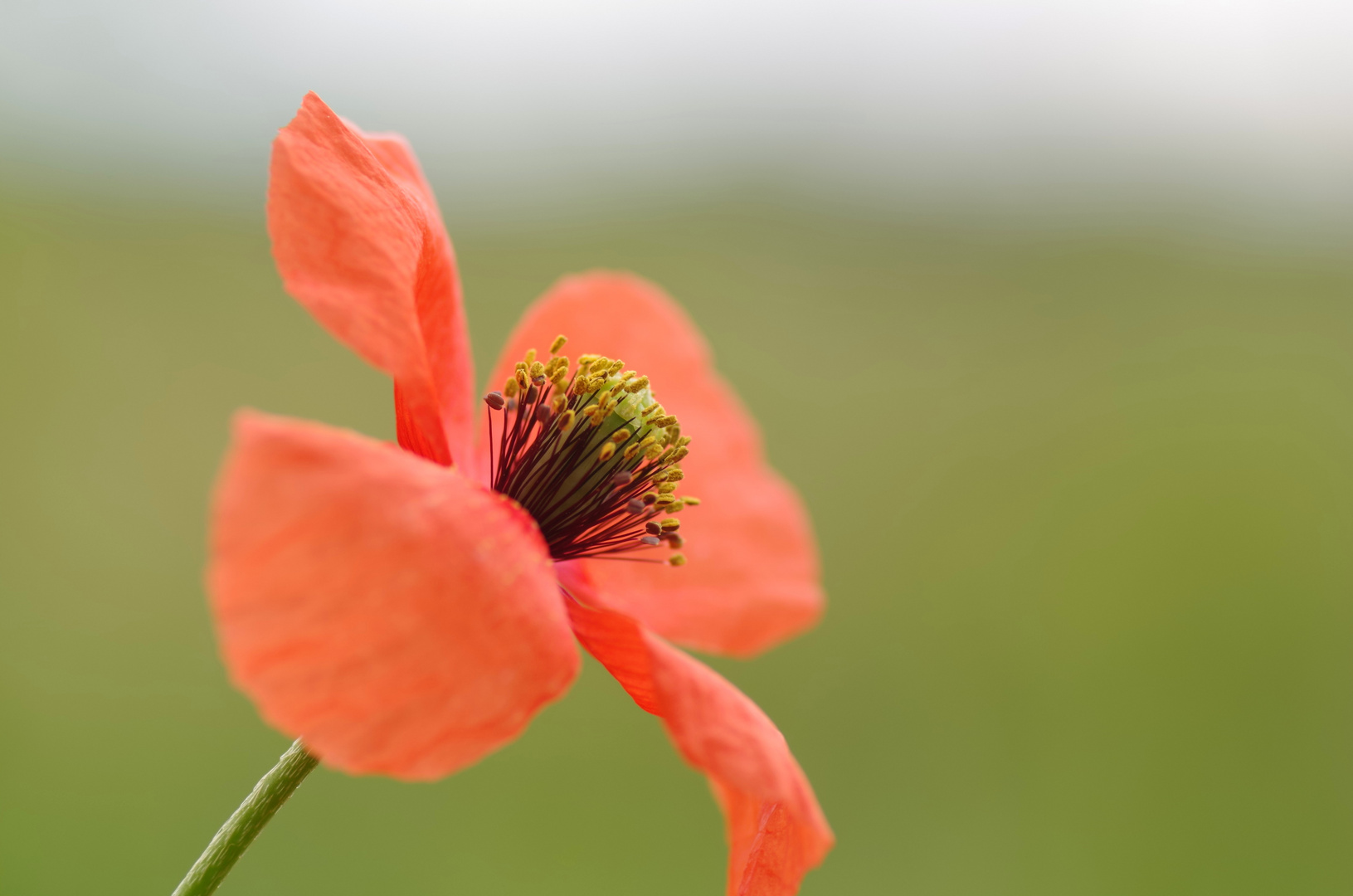 Papaver rhoeas