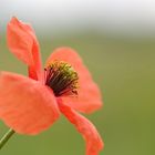 Papaver rhoeas